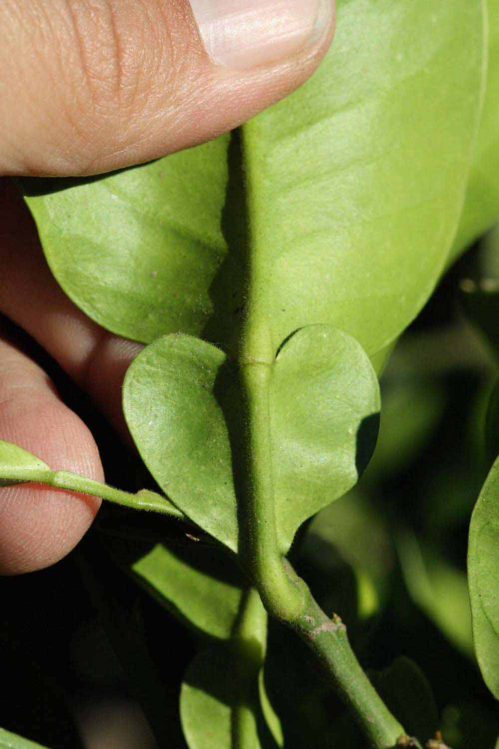              Petiole (Riverside, CA)       